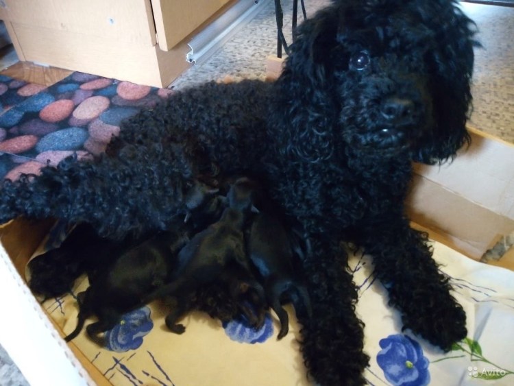 Помесь пуделя