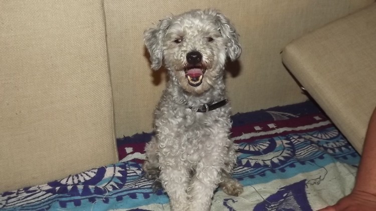 Метис аусси и пуделя