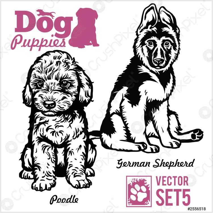 Колли и немецкая овчарка