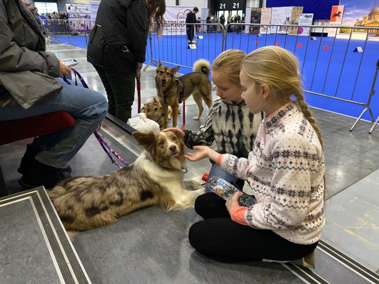 Честер порода собак