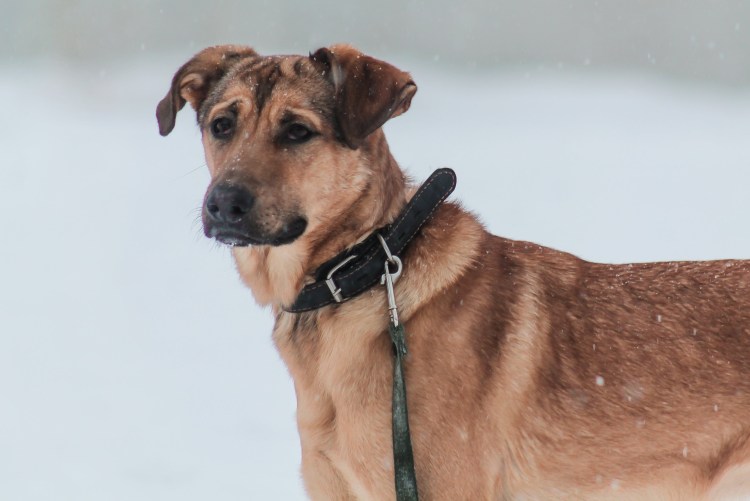 Породы собак возникновение