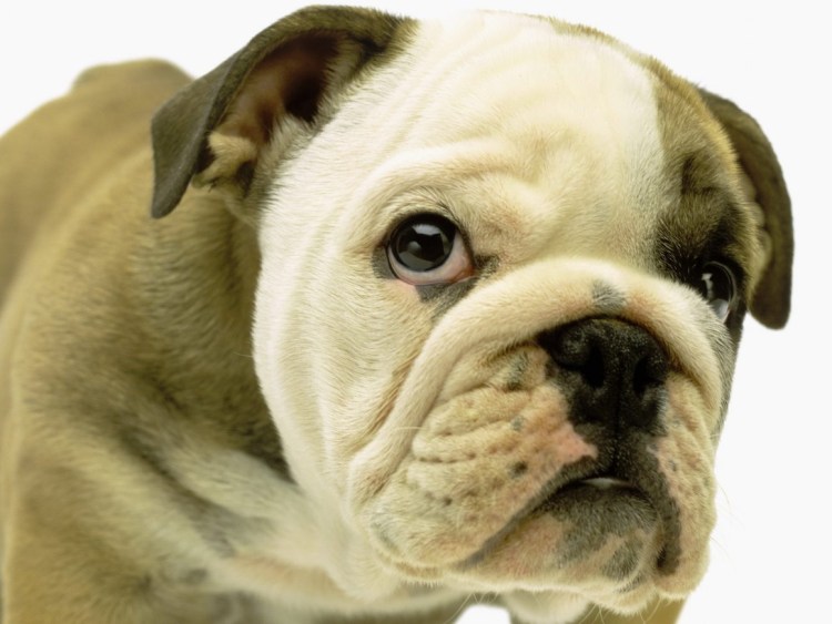 Французский бульдог анатомия