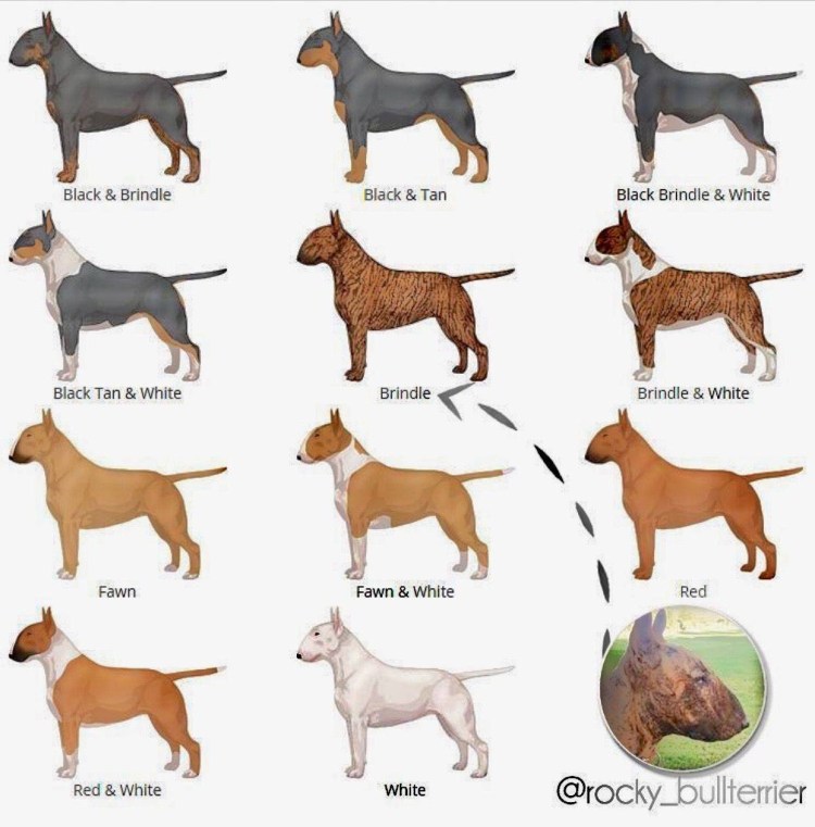 Салюки стандарт породы FCI