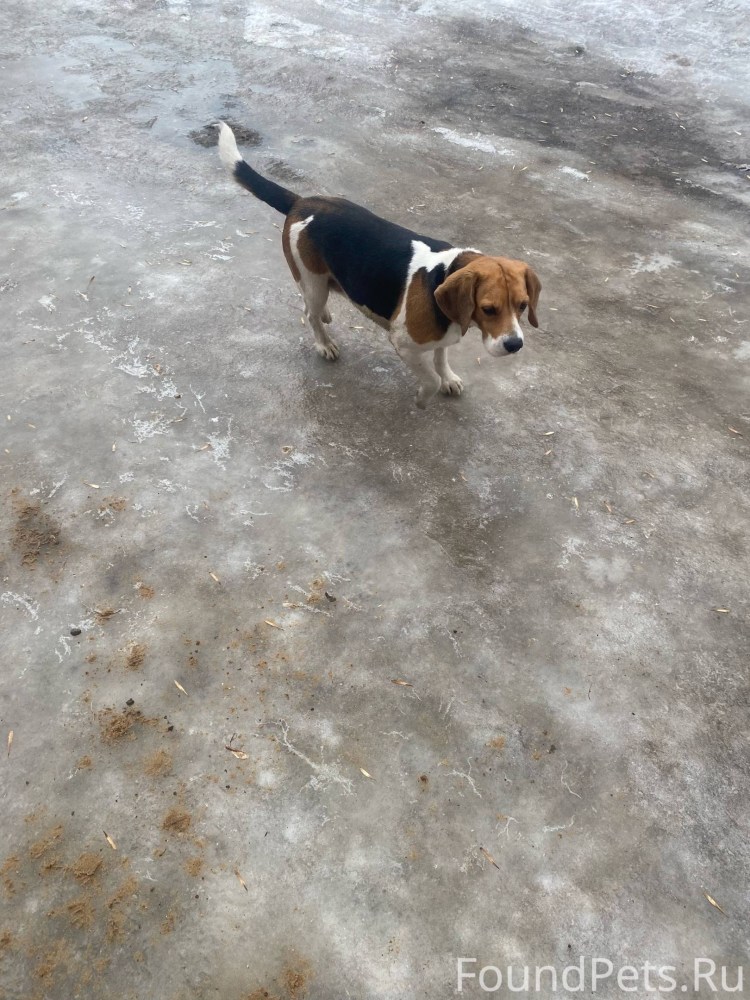 Собаки средние по размеру