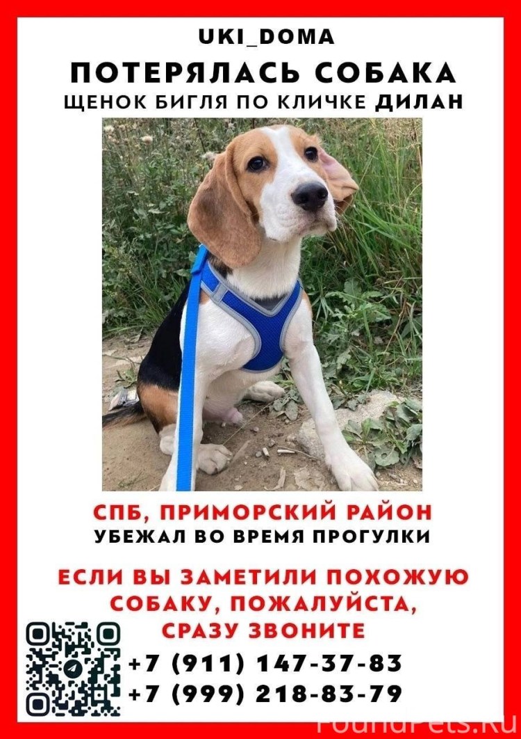 Стаффордширский терьер классификация породы