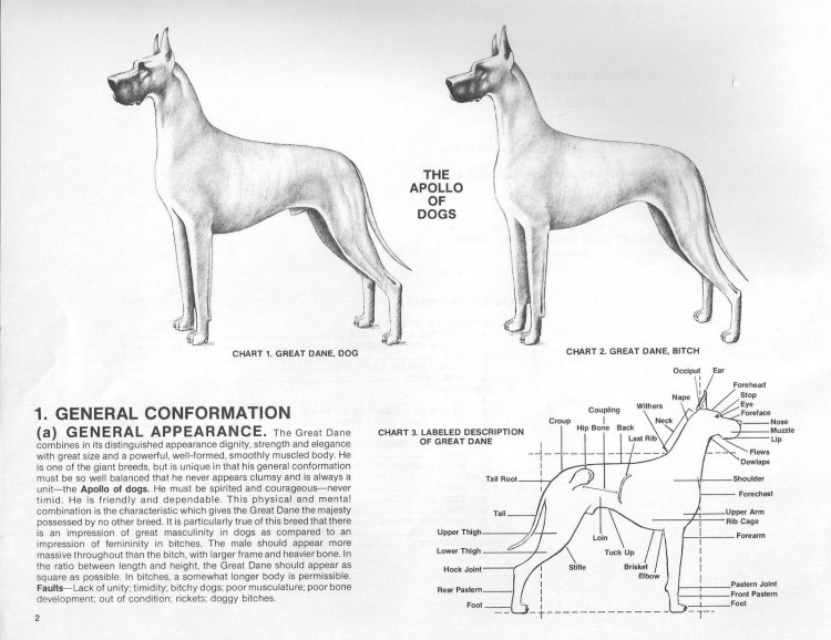 Дисплазия коленного сустава у собак