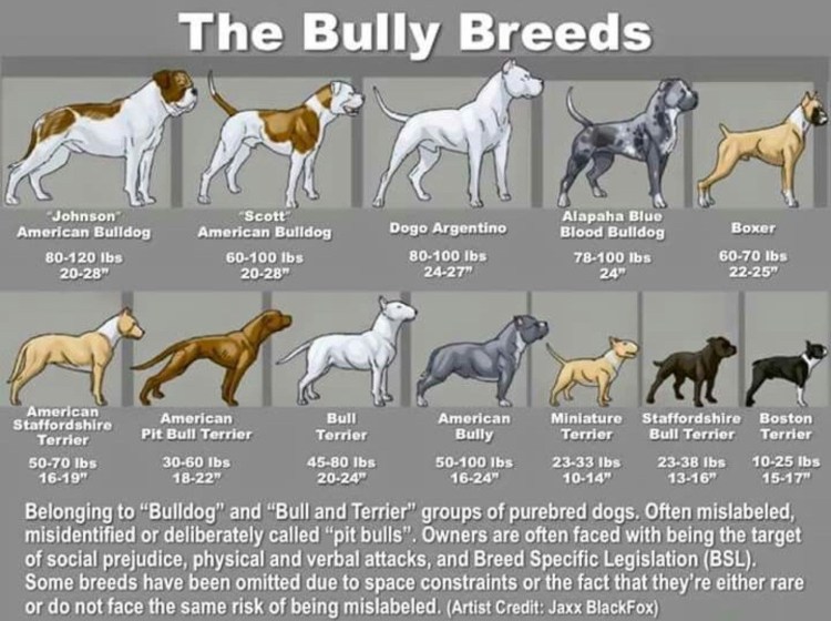Голландская овчарка Квазимодо