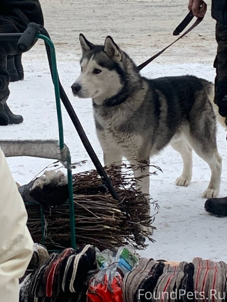 Питбультерьер и стаффордширский терьер отличия