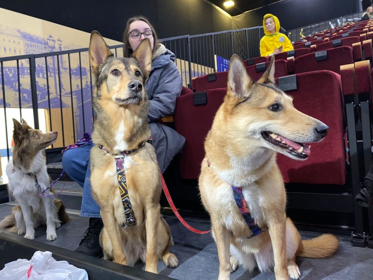 Бультерьер купированный