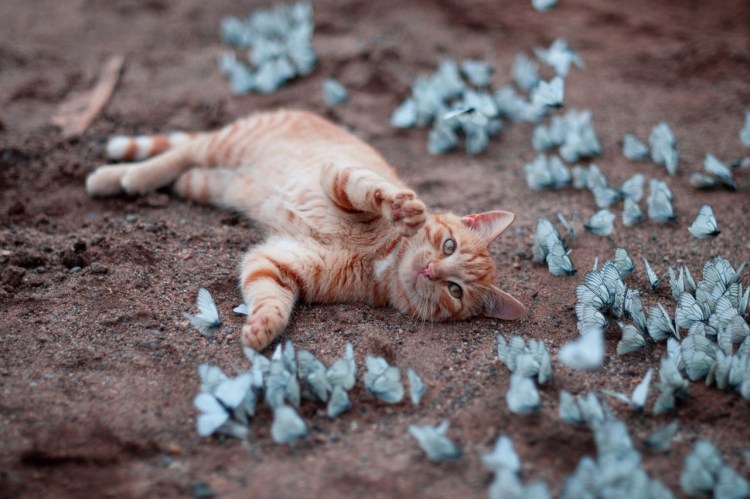 Кот и бабочка