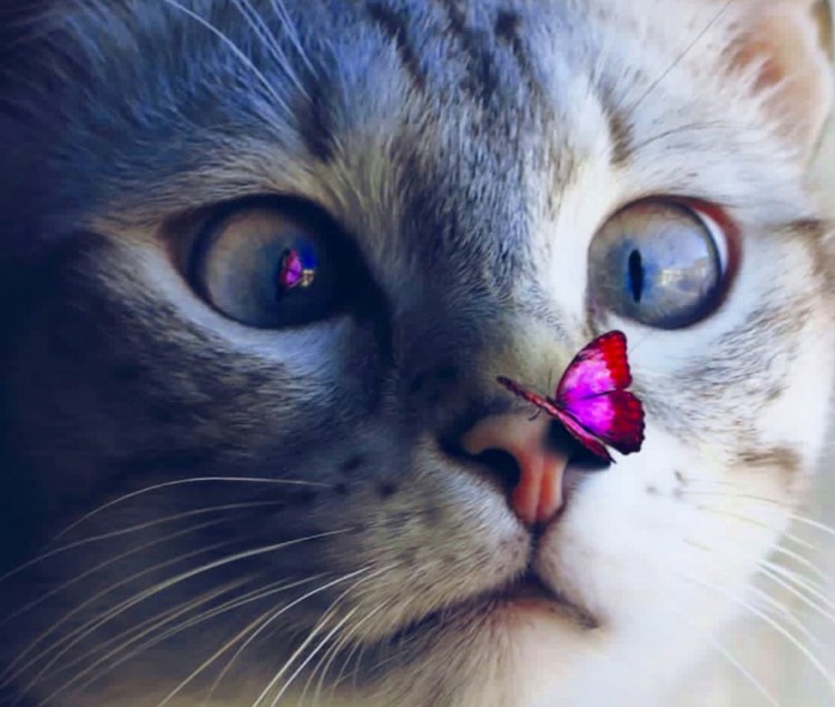 Котики в движении