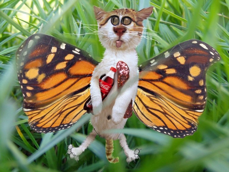 Кошки Ирины Гармашовой