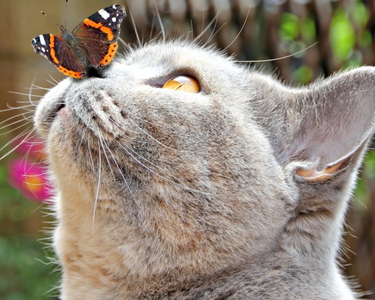 Котенок с бабочкой
