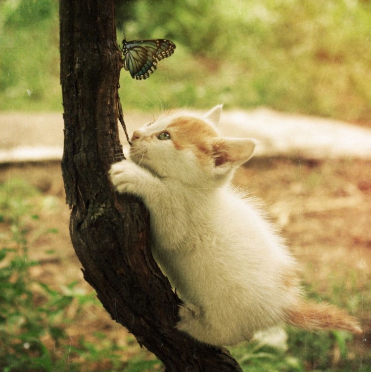 Фантазийные кошки