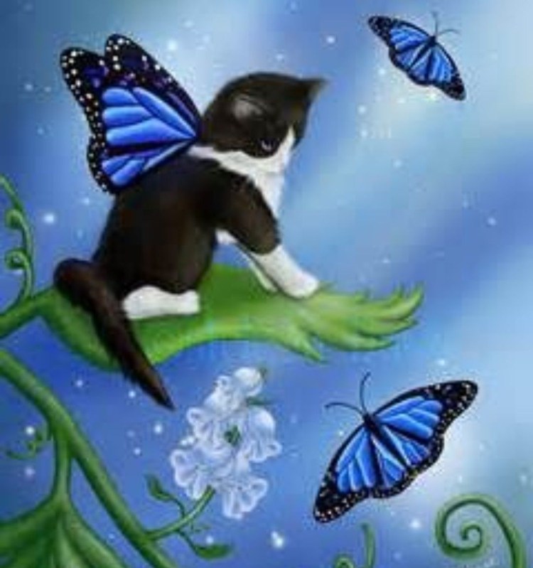 Котенок с крыльями бабочки