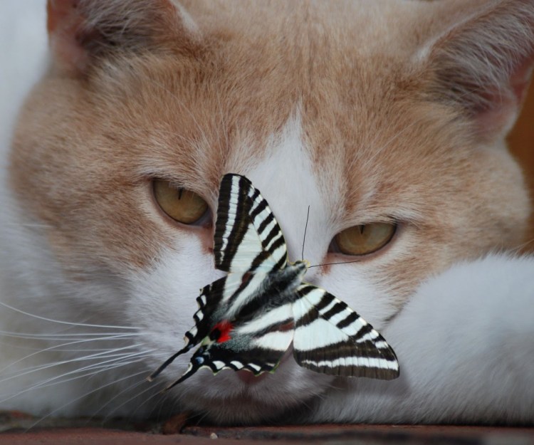 Кот с бабочкой на носу