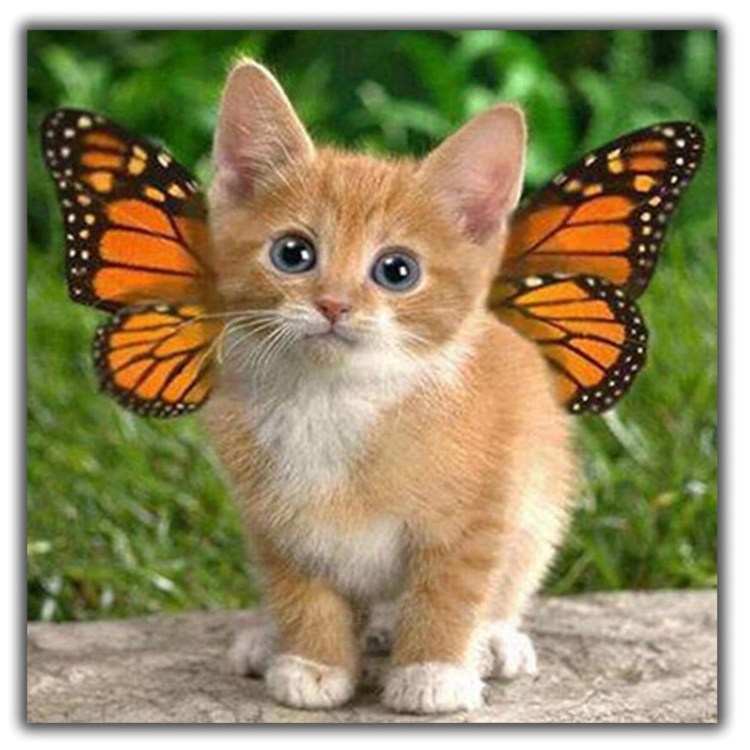 Картина кот и бабочка