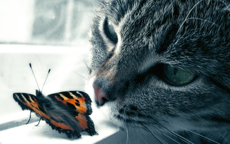 Кот и бабочка