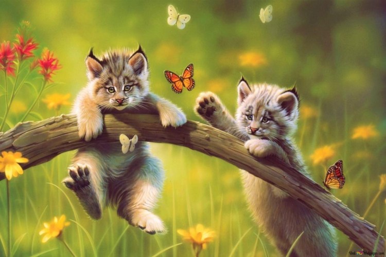 Фотообои кошки