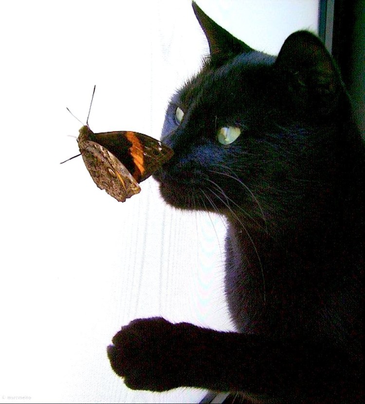 Котенок с бабочкой