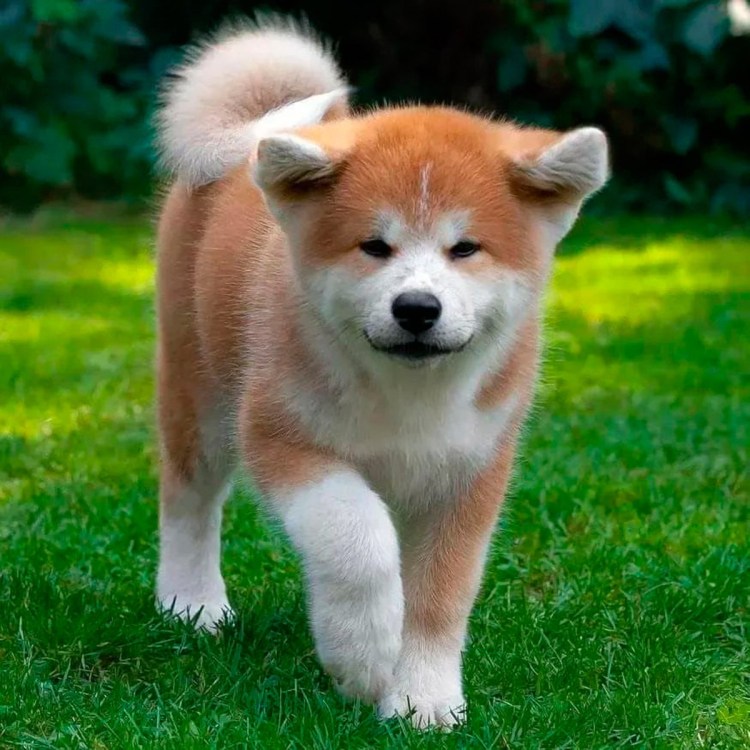 Мальтийская болонка рыжая