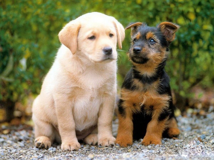 Порода собак лабрадор