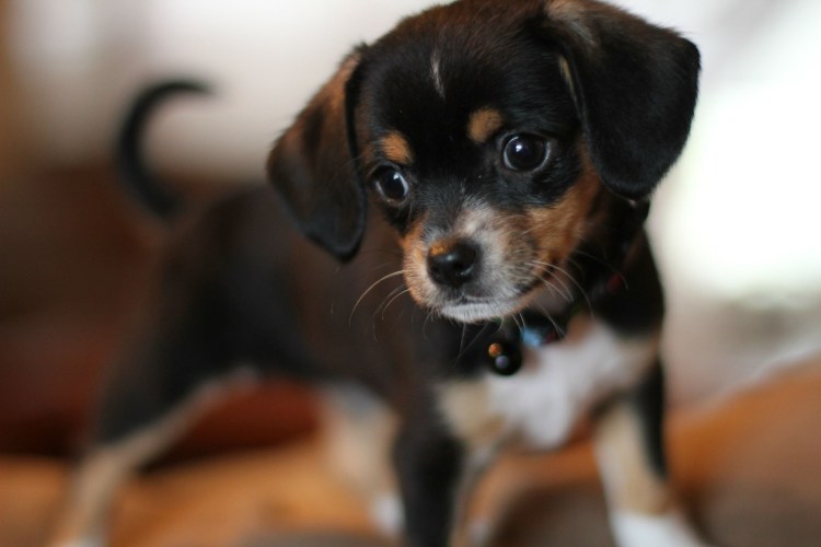 Разные собаки