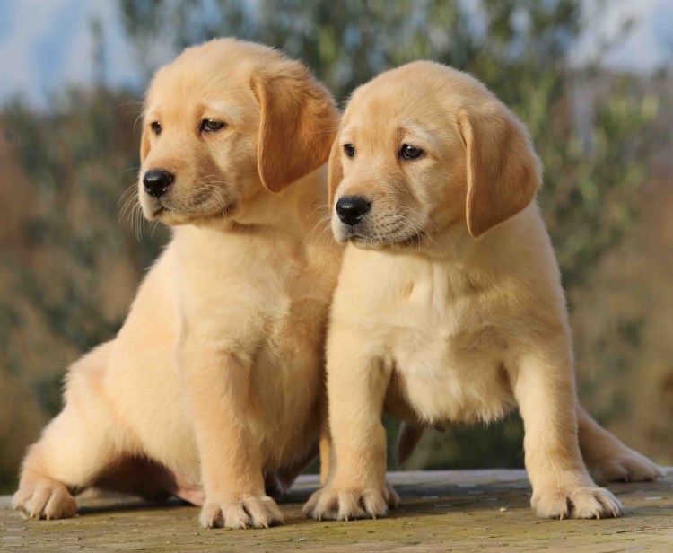 Разные породы собак