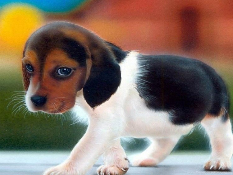 Фотограф собак