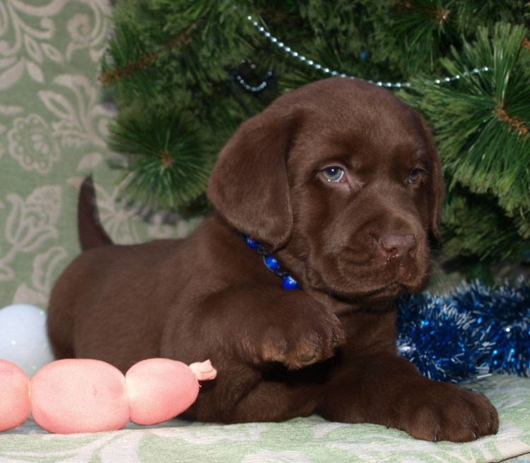 Шоколадный лабрадор