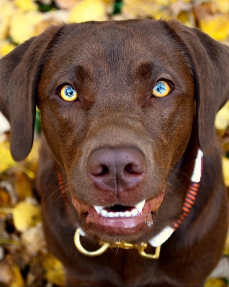 Лабрадор шоколадный голубоглазый