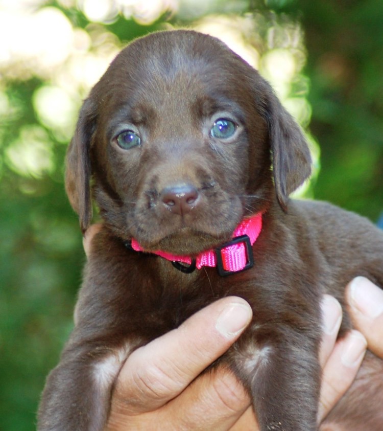 Шоколадный лабрадор ретвилер