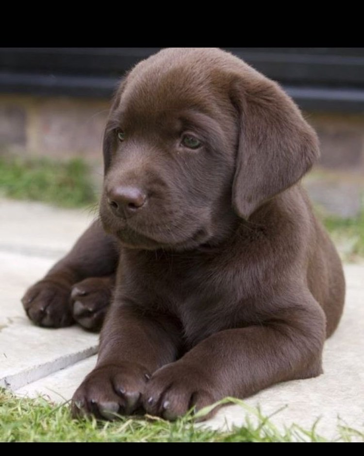 Шоколадный лабрадор