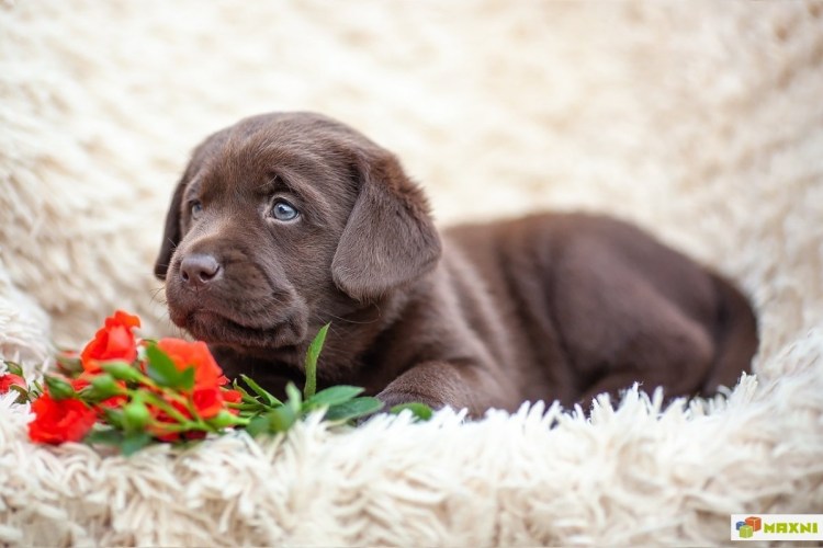 Лабрадор ретривер шоколадный