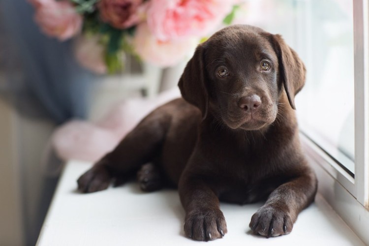 Шоколадный лабрадор и дворняжка