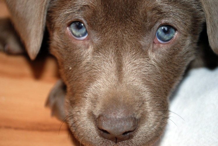 Коричневый щенок с голубыми глазами