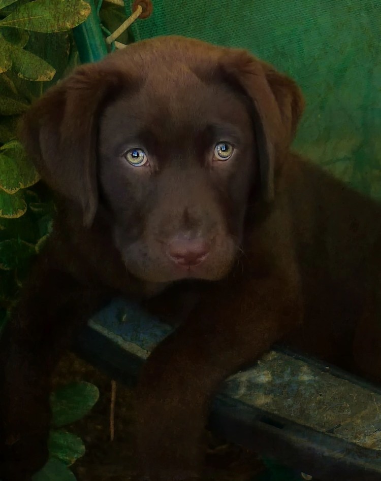 Лабрадор ретривер шоколадный с голубыми глазами
