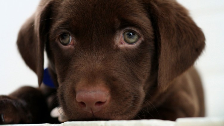 Шоколадный лабрадор с голубыми глазами