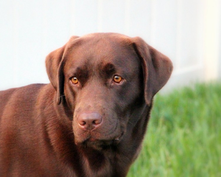 Лабрадор коричневый длинношерстный