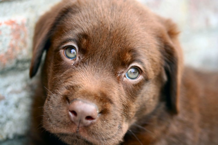 Лабрадор шоколадный голубоглазый