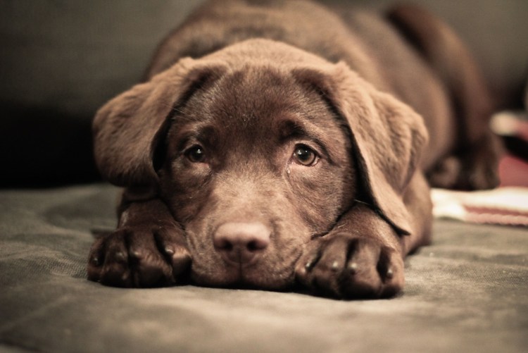 Коричневый щенок