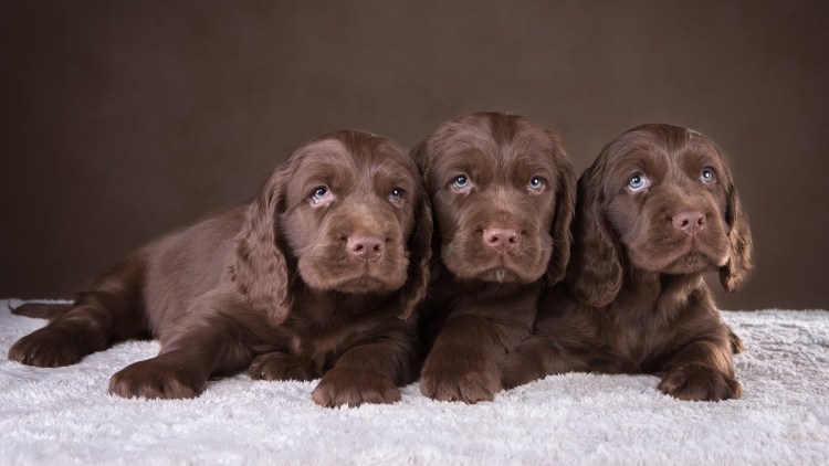 Лабрадор ретривер шоколадный