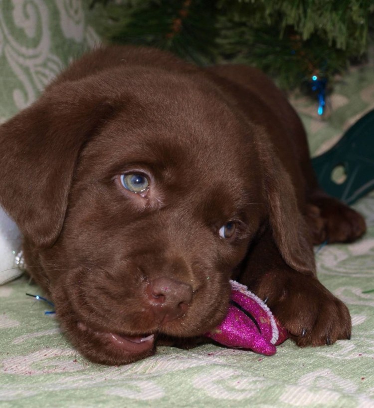 Лабрадор коричневый длинношерстный