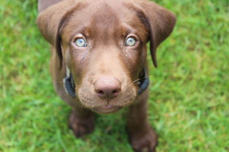 Лабрадор коричневый