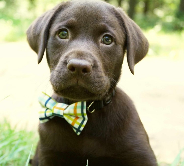 Лабрадор шоколадный голубоглазый