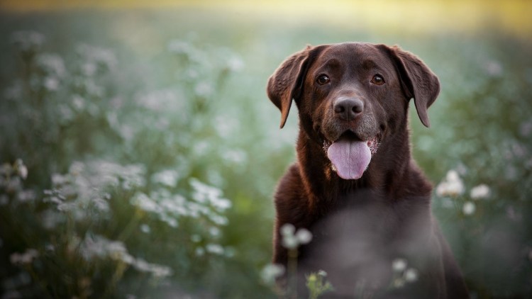 Лабрадор шоколадный бежит