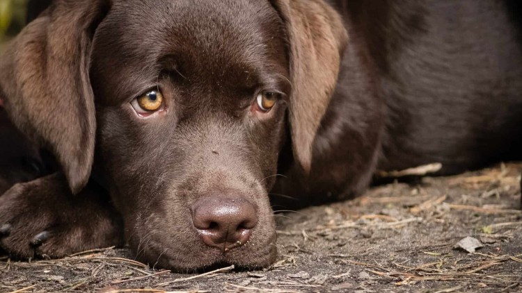 Шоколадный лабрадор Зума