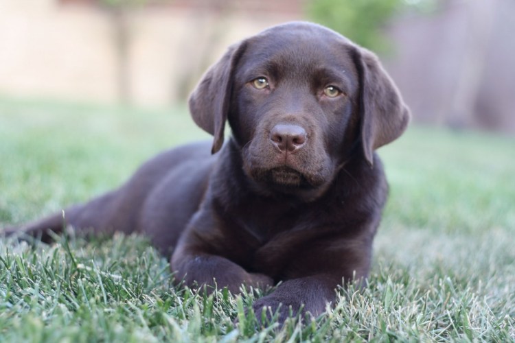 Лабрадор ретривер серый