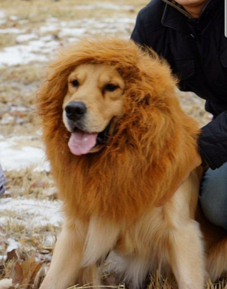 Чау-чау тибетский