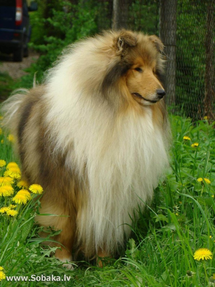 Львиная грива для собаки